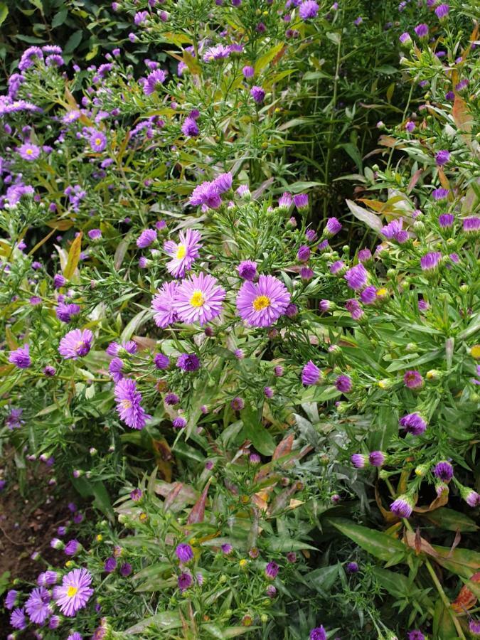 Ferialis Xanten
